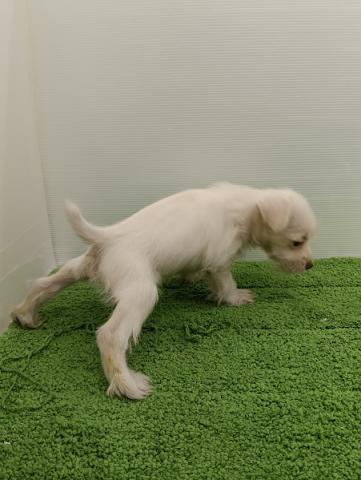 秋田県のハーフ犬・ミックス犬 (ペットアミ 本荘インター店/2025年11月2日生まれ/女の子/クリーム)の子犬の4枚目の画像