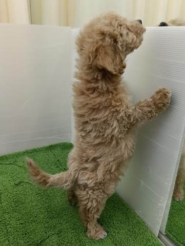 秋田県のビションプー(ビションフリーゼ×プードル) (ペットアミ 本荘インター店/2025年11月1日生まれ/男の子/アプリコット)の子犬の4枚目の画像