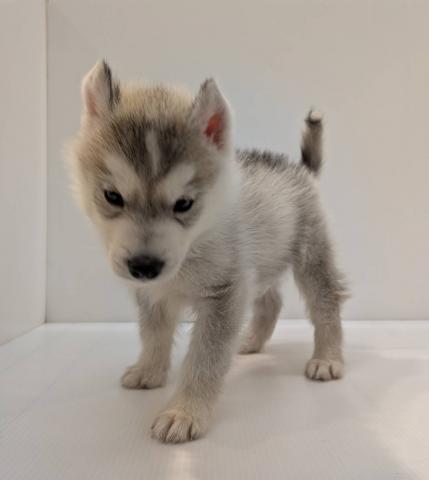 長野県のシベリアンハスキー (ペットアミ 中野店/2025年10月25日生まれ/男の子/シルバーホワイト)の子犬