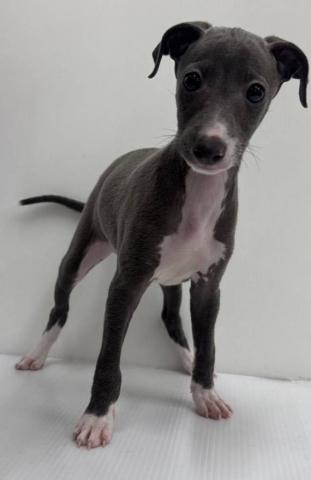 和歌山県のイタリアングレーハウンド (ペットアミ 和歌山インター店/2025年8月2日生まれ/男の子/ブルーホワイト)の子犬
