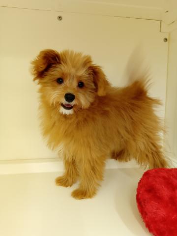 三重県のポメプー(ポメラニアン×プードル) (ペットアミ 明和店/2025年8月21日生まれ/男の子/レッド)の子犬