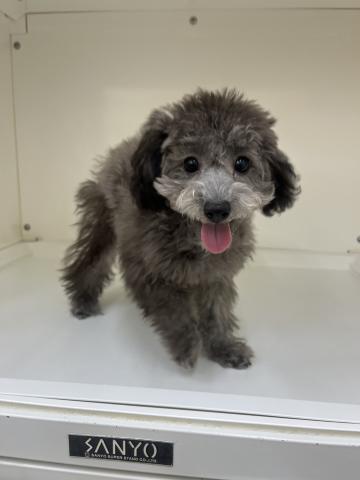 三重県のトイプードル(トイ) (ペットアミ 明和店/2025年7月17日生まれ/男の子/シルバー)の子犬