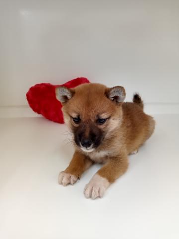 三重県の柴犬(標準サイズ) (ペットアミ 明和店/2025年9月6日生まれ/女の子/赤)の子犬