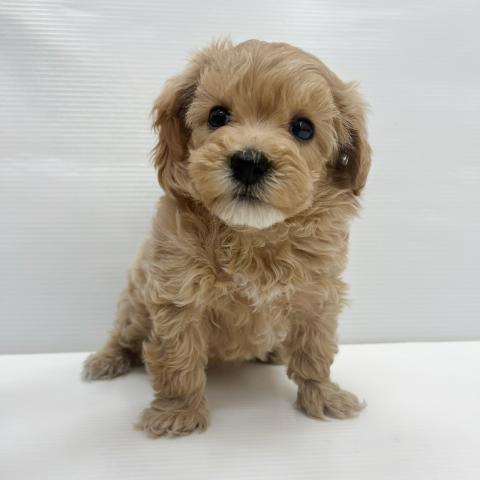 和歌山県のハーフ犬・ミックス犬 (ペットアミ 岩出店/2025年10月17日生まれ/男の子/アプリコット)の子犬の2枚目の画像