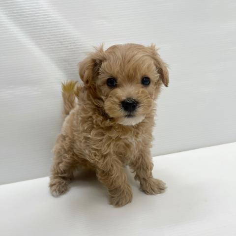 和歌山県のハーフ犬・ミックス犬 (ペットアミ 岩出店/2025年10月17日生まれ/男の子/アプリコット)の子犬の3枚目の画像