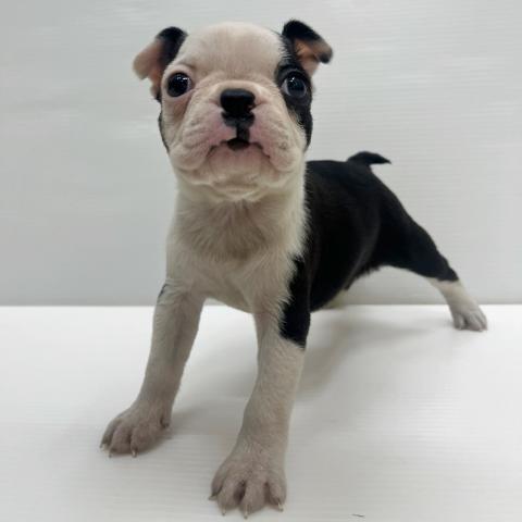 和歌山県のボストンテリア (ペットアミ 岩出店/2025年10月18日生まれ/女の子/ボストンカラー)の子犬の1枚目の画像