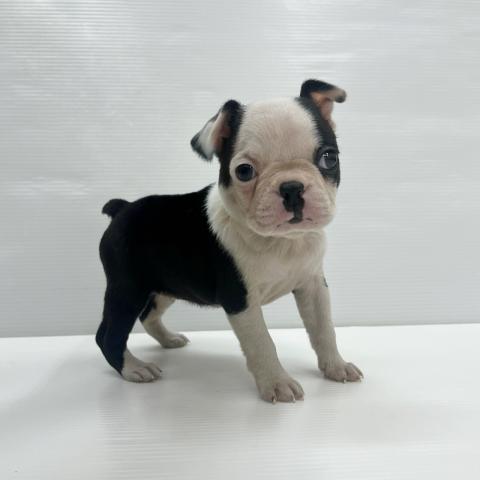 和歌山県のボストンテリア (ペットアミ 岩出店/2025年10月18日生まれ/女の子/ボストンカラー)の子犬の2枚目の画像