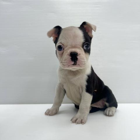 和歌山県のボストンテリア (ペットアミ 岩出店/2025年10月18日生まれ/女の子/ボストンカラー)の子犬の3枚目の画像