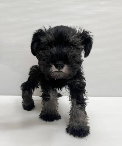 和歌山県のミニチュアシュナウザー (ペットアミ 岩出店/2025年10月4日生まれ/男の子/ブラックシルバー)の子犬の1枚目の画像