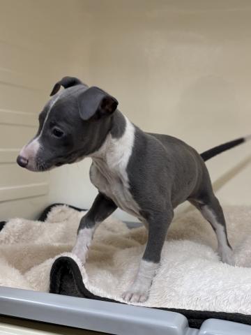 三重県のイタリアングレーハウンド (ペットアミ 松阪店/2025年10月18日生まれ/男の子/ブルーホワイト)の子犬の2枚目の画像