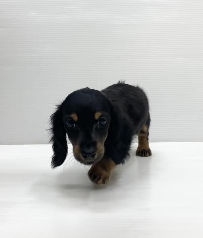 和歌山県のミニチュアダックスフンド(ロング) (ペットアミ 岩出店/2025年9月20日生まれ/女の子/ブラックタン)の子犬の2枚目の画像