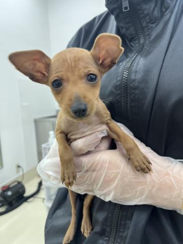 ミニチュアピンシャー