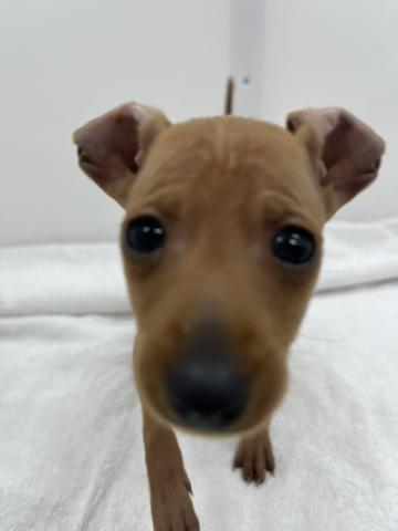 ミニチュアピンシャー