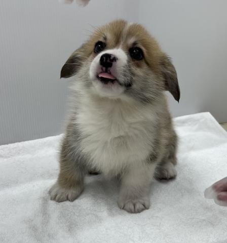 ウェルシュコーギーペンブローク