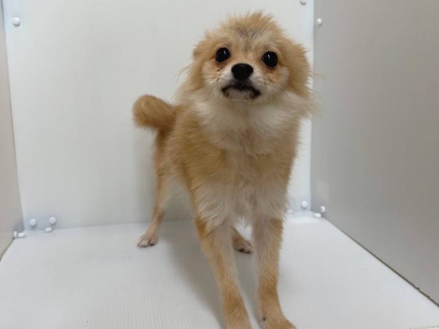 ポメラニアン