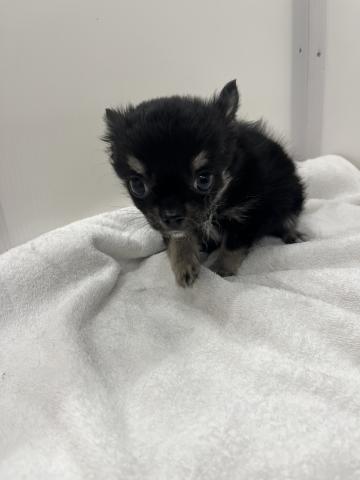 チワワ（ロングコート）