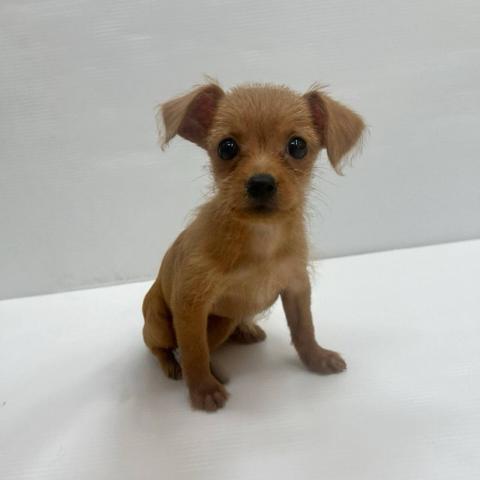 和歌山県のチワプー/プーチー(チワワ×プードル) (ペットアミ 那賀店/2025年7月25日生まれ/女の子/アプリコット)の子犬