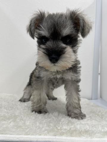 和歌山県のミニチュアシュナウザー (ペットアミ 那賀店/2025年8月29日生まれ/男の子/ソルトペッパー)の子犬の1枚目の画像