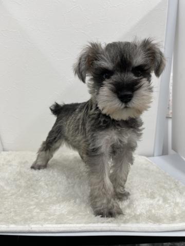 和歌山県のミニチュアシュナウザー (ペットアミ 那賀店/2025年8月29日生まれ/男の子/ソルトペッパー)の子犬の3枚目の画像