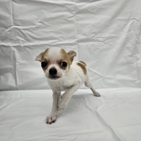 チワワ(スムースコート)