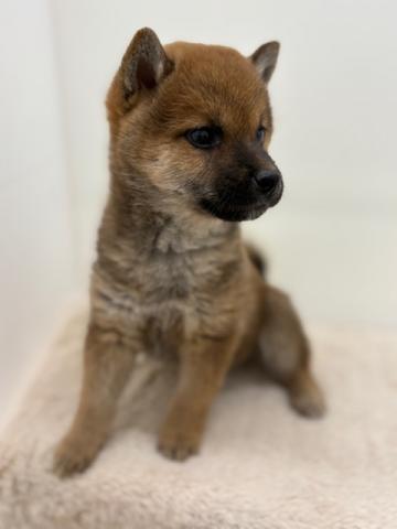 新潟県の柴犬(標準サイズ) (ペットアミ 新潟西店/2025年9月13日生まれ/女の子/赤)の子犬の3枚目の画像