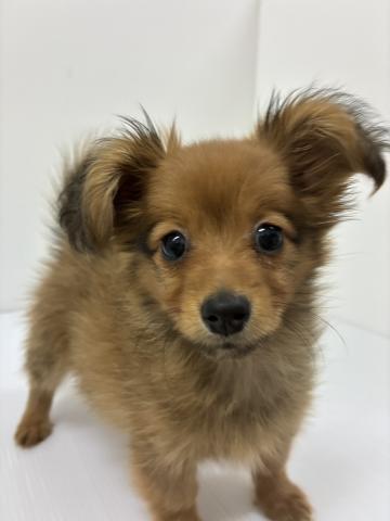 千葉県のハーフ犬・ミックス犬 (ペットアミ 館山店/2025年10月4日生まれ/女の子/オレンジ)の子犬の1枚目の画像