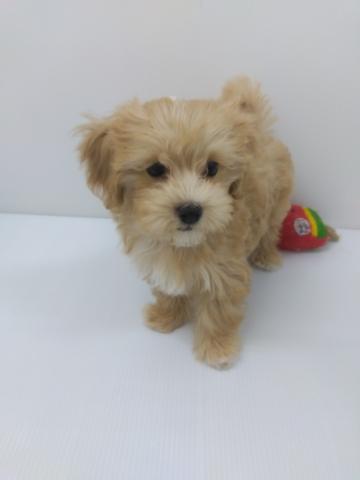 千葉県のマルプー(マルチーズ×プードル) (ペットアミ 館山店/2025年9月18日生まれ/男の子/クリーム)の子犬の1枚目の画像