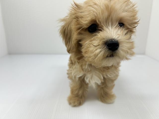 千葉県のマルプー(マルチーズ×プードル) (ペットアミ 館山店/2025年9月18日生まれ/男の子/クリーム)の子犬の2枚目の画像