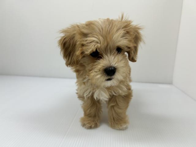 千葉県のマルプー(マルチーズ×プードル) (ペットアミ 館山店/2025年9月18日生まれ/男の子/クリーム)の子犬の3枚目の画像