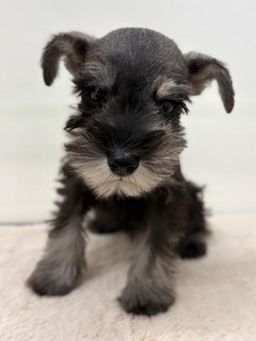新潟県のミニチュアシュナウザー (ペットアミ 新潟西店/2025年9月11日生まれ/男の子/ソルトペッパー)の子犬の1枚目の画像