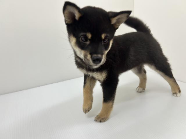 千葉県の柴犬(標準サイズ) (ペットアミ 館山店/2025年9月13日生まれ/男の子/ブラック)の子犬の3枚目の画像
