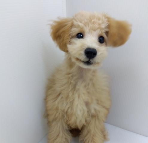 千葉県のトイプードル(トイ) (ペットアミ 館山店/2025年9月12日生まれ/男の子/アプリコット)の子犬の1枚目の画像