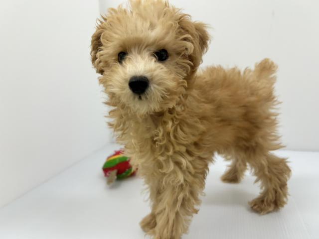 千葉県のトイプードル(トイ) (ペットアミ 館山店/2025年9月12日生まれ/男の子/アプリコット)の子犬の3枚目の画像