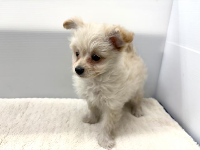 新潟県のポメプー(ポメラニアン×プードル) (ペットアミ 新潟西店/2025年8月23日生まれ/男の子/その他色)の子犬の4枚目の画像