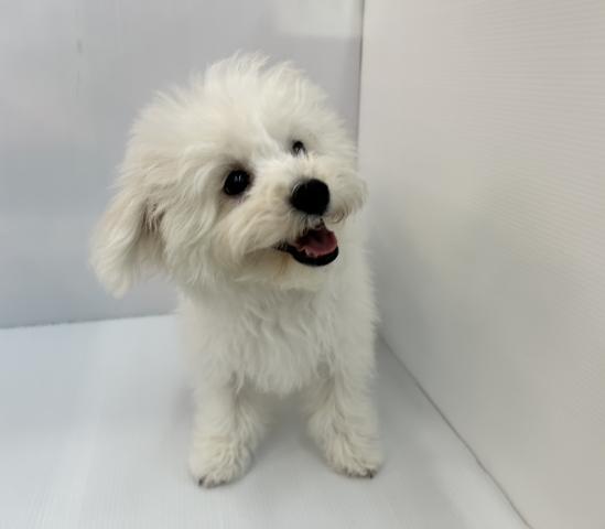 千葉県のビションフリーゼ (ペットアミ 館山店/2025年7月18日生まれ/男の子/ホワイト)の子犬の1枚目の画像