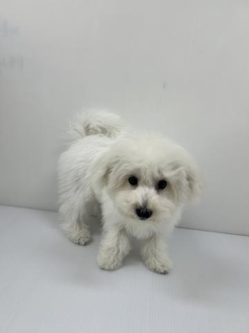 千葉県のビションフリーゼ (ペットアミ 館山店/2025年7月18日生まれ/男の子/ホワイト)の子犬の2枚目の画像