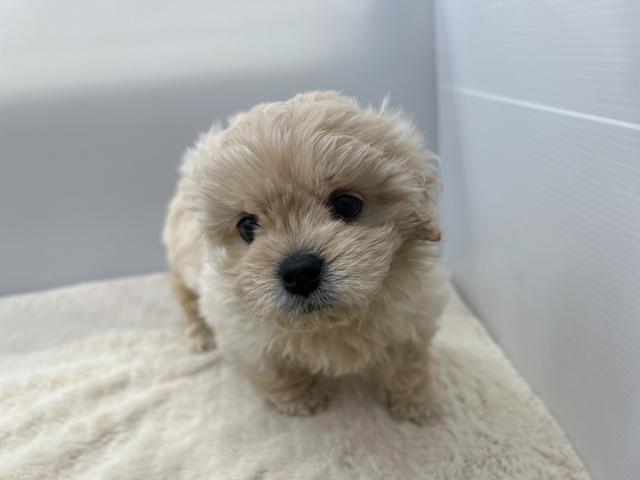 新潟県のハーフ犬・ミックス犬 (ペットアミ 新潟西店/2025年10月25日生まれ/男の子/その他色)の子犬の1枚目の画像