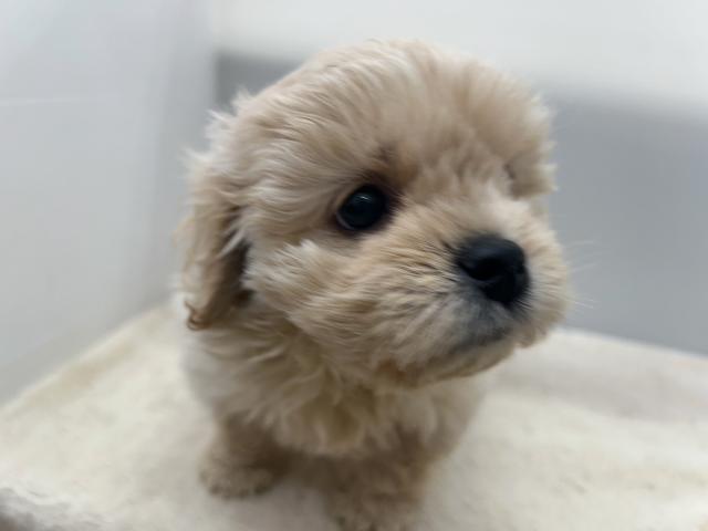 新潟県のハーフ犬・ミックス犬 (ペットアミ 新潟西店/2025年10月25日生まれ/男の子/その他色)の子犬の3枚目の画像