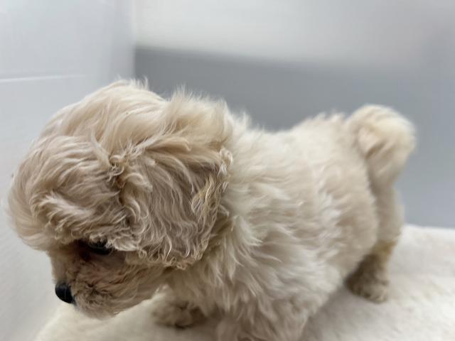 新潟県のハーフ犬・ミックス犬 (ペットアミ 新潟西店/2025年10月25日生まれ/男の子/その他色)の子犬の4枚目の画像