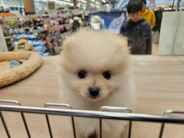 ポメラニアン