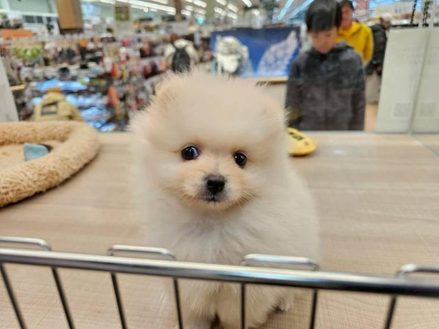 ポメラニアン