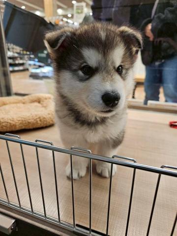 アラスカンマラミュート