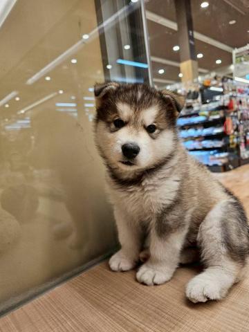 アラスカンマラミュート