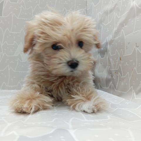 MIXマルチーズ✕トイプードル