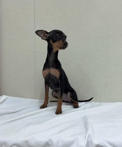 富山県のミニチュアピンシャー (ペットアミ宮野店/2025年8月16日生まれ/女の子/ブラックタン)の子犬の1枚目の画像