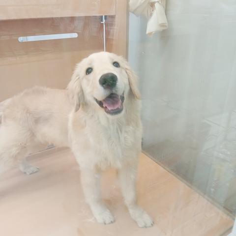 ゴールデンレトリーバー