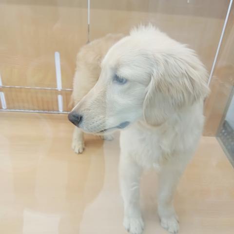 富山県のゴールデンレトリバー (ペットアミ宮野店/2025年6月21日生まれ/男の子/ゴールデン)の子犬の4枚目の画像