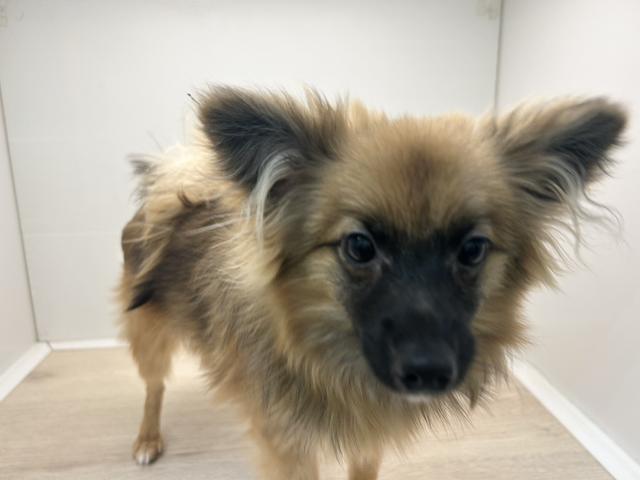 石川県のポメヨン/パピポメ/ポメパピ(ポメラニアン×パピヨン) (ペットアミ 津幡店/2025年6月7日生まれ/男の子/オレンジセーブル)の子犬の2枚目の画像