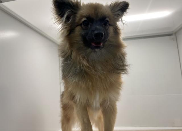 石川県のポメヨン/パピポメ/ポメパピ(ポメラニアン×パピヨン) (ペットアミ 津幡店/2025年6月7日生まれ/男の子/オレンジセーブル)の子犬の4枚目の画像