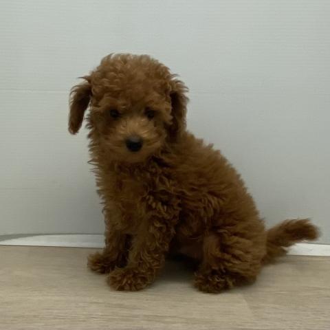 石川県のトイプードル(トイ) (ペットアミ 津幡店/2025年10月6日生まれ/男の子/レッド)の子犬の2枚目の画像